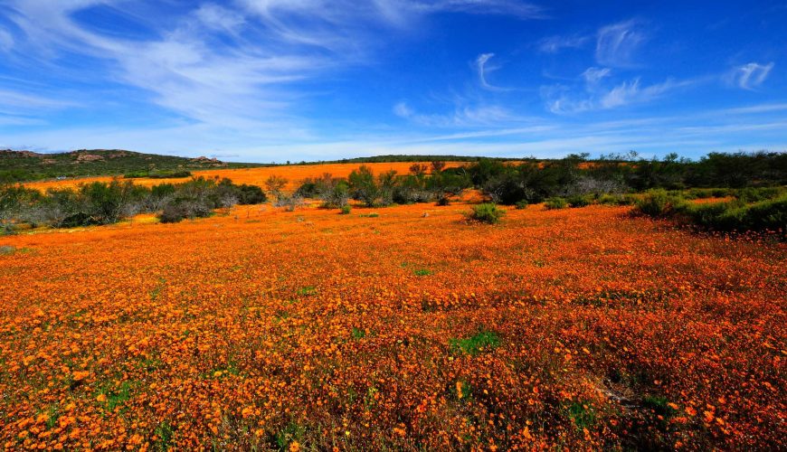 Safari Lambertsbaai
