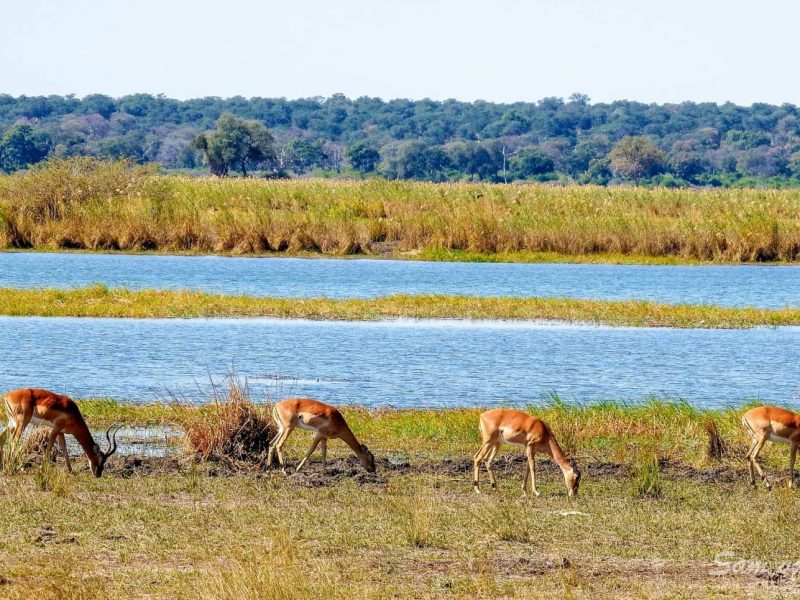 red lechwe lungo un fiume del mahango national park