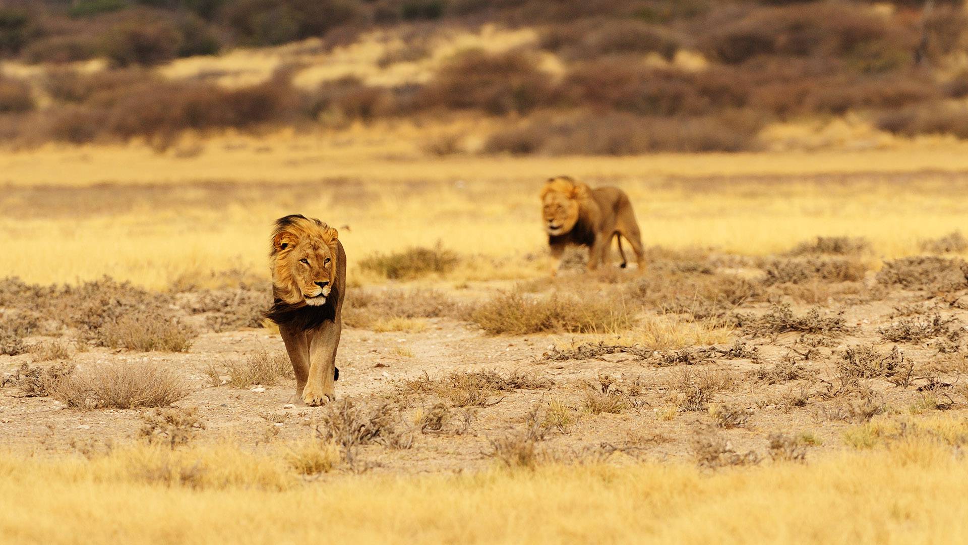 leoni nel Kgalagadi Transfrontier Park