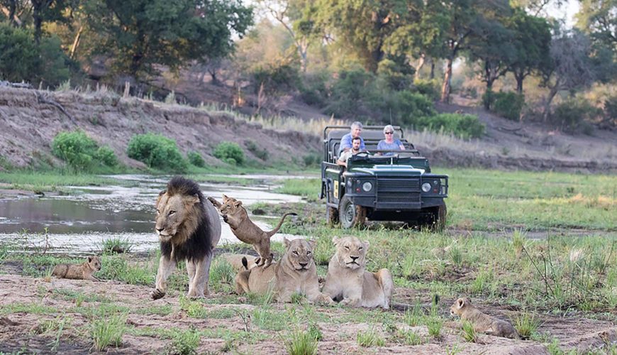 un cucciolo di leone gioca con il padre e le due femmine di fronte alla jeep di mala mala