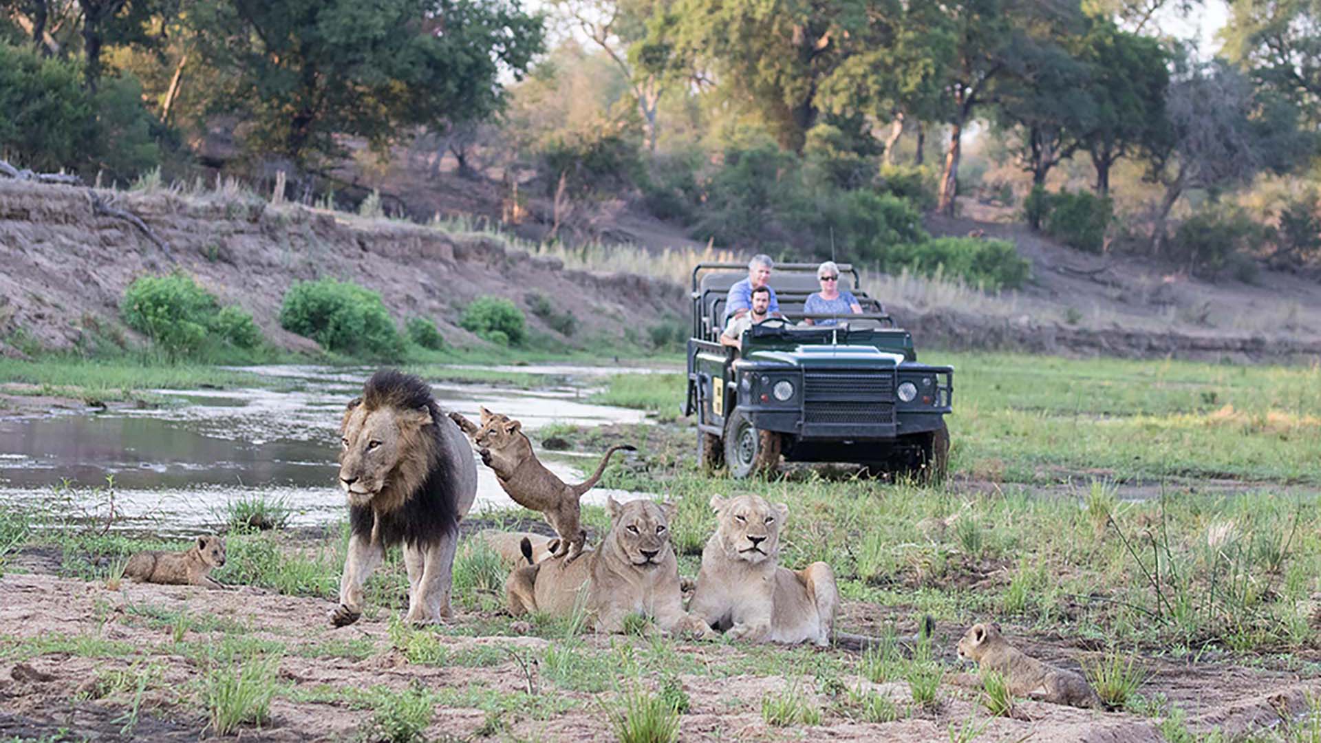 un cucciolo di leone gioca con il padre e le due femmine di fronte alla jeep di mala mala