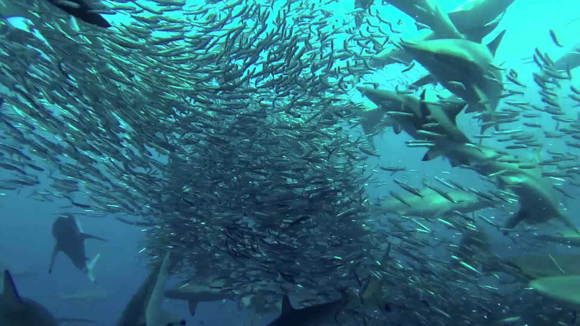 squali a caccia in mezzo a nugolo di sardine
