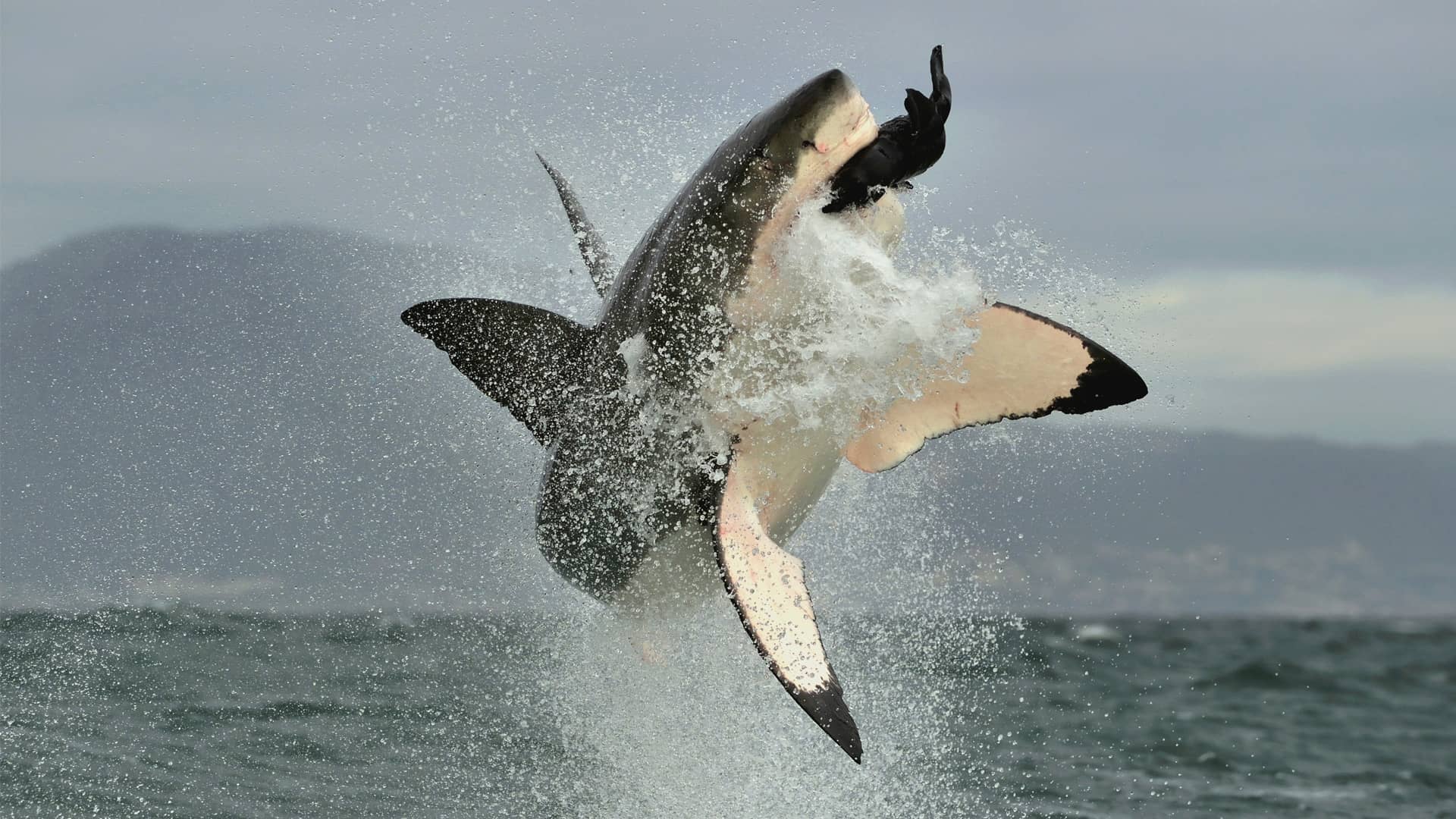 shark breaching di uno squalo che salta fuori dall'acqua