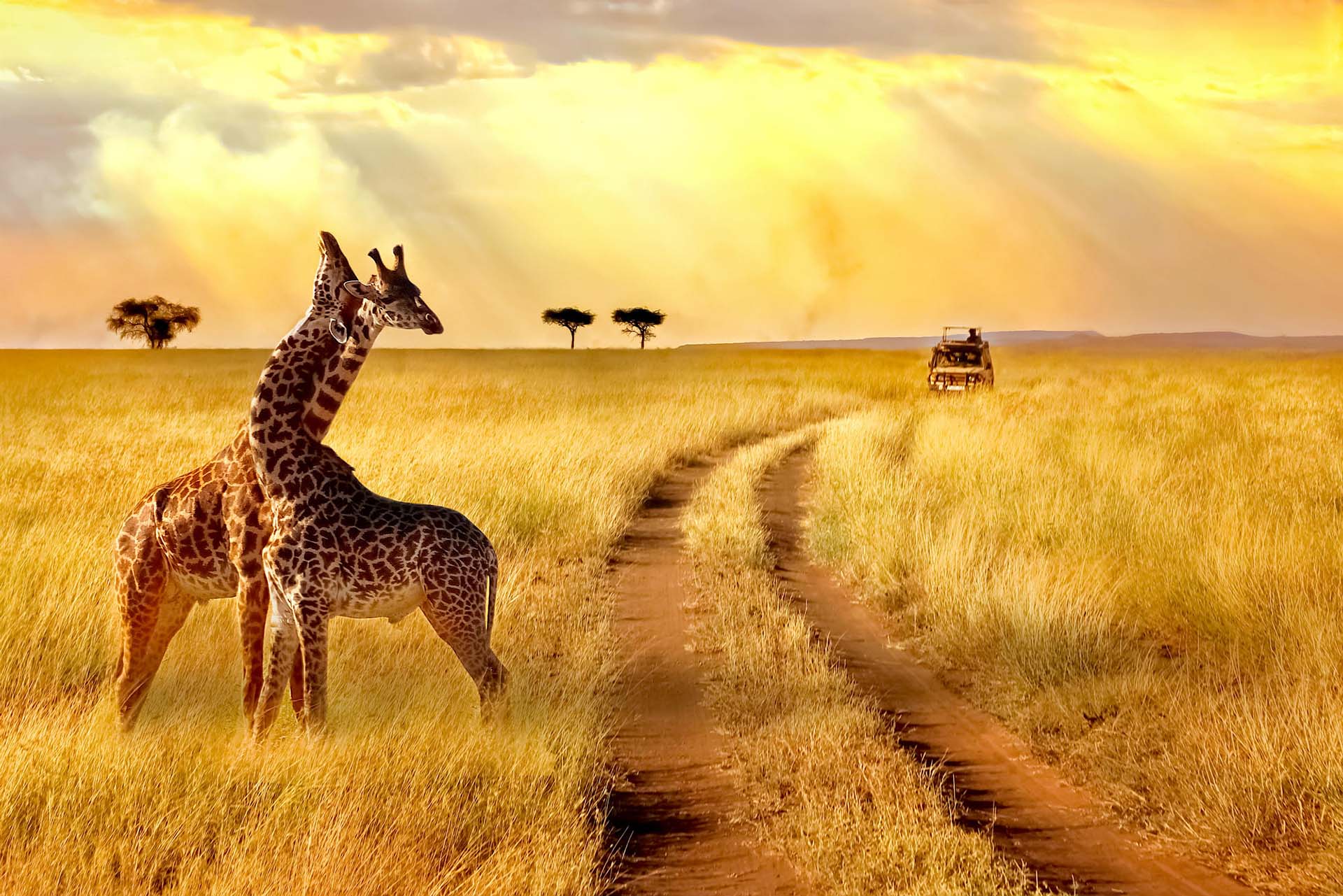 2 giraffe nella savana con jeep n avvicinamento
