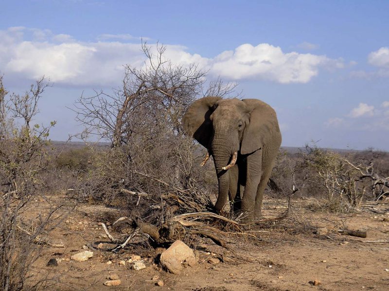 Un grande elefante nella boscaglia secca della Balule Game Reserve
