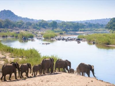 elephants-at-olifants-river-grietjie-balule