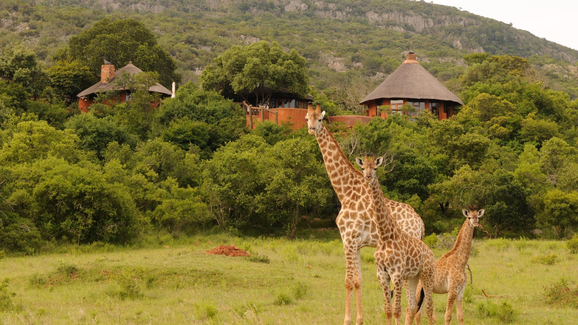 giraffe nella vallata sotto il venda art lodge della leshiba wilderness