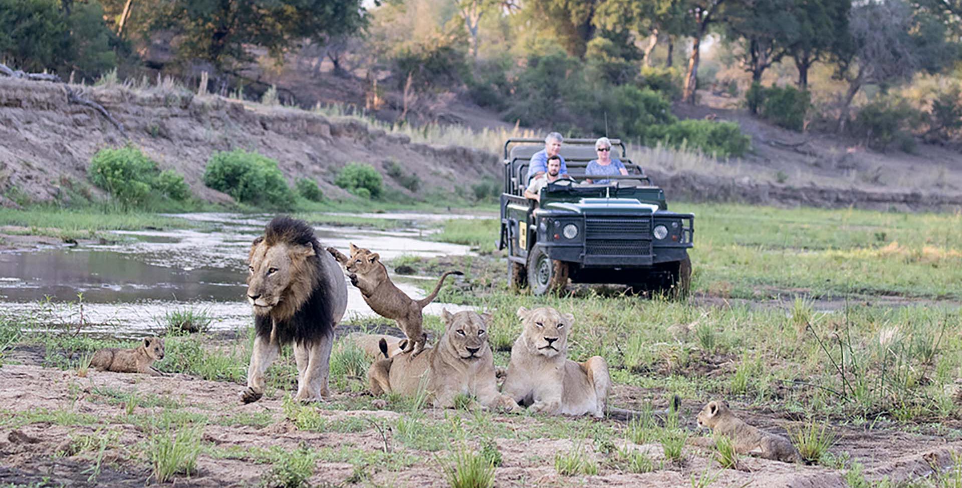 jeep vicino ad una famiglia di leoni