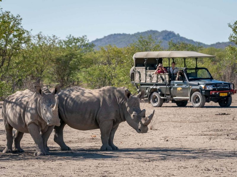 2 rinoceronti bianchi fotografati da una jeep durante un safari