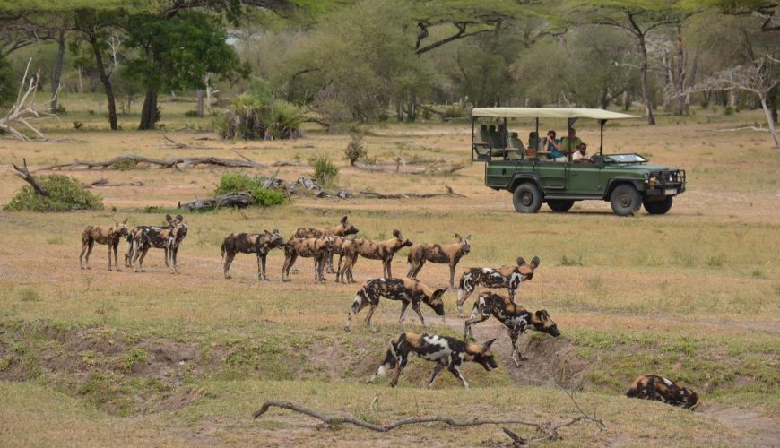 branco di licaoni durante un safari in jeep