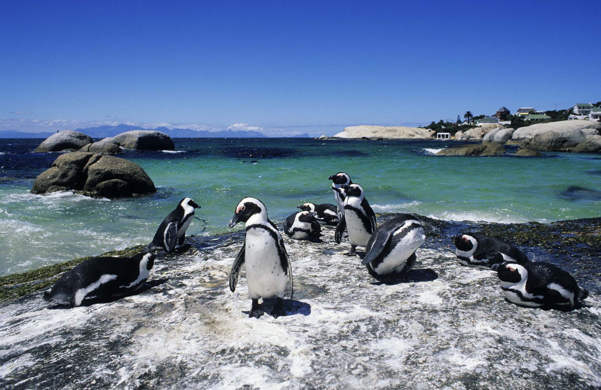 pinguini a boulders beach