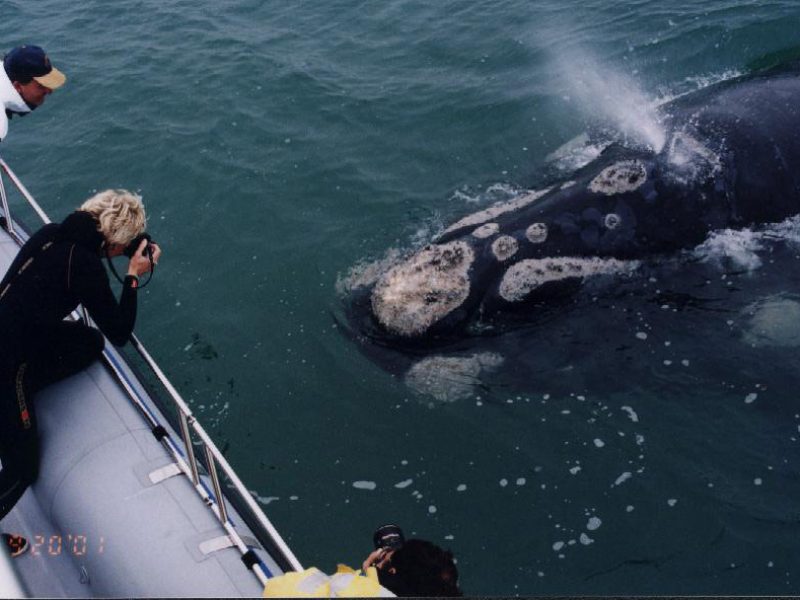 balena franca australe approccia la barca con turisti che la fotografano da breve distanza
