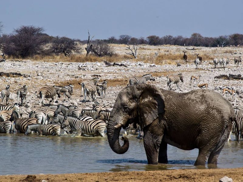 Elefante presso una pozza con grande mandria di zebre nell'Etosha