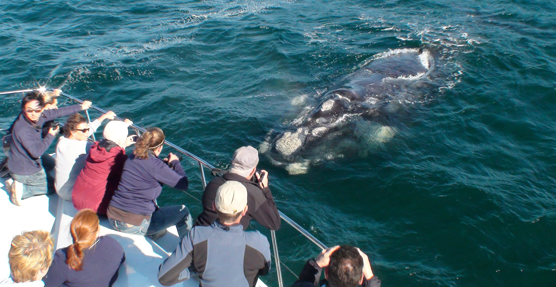 whale watching: balena franca australe a pelo d'acqua a pochissimi metri dalla barca