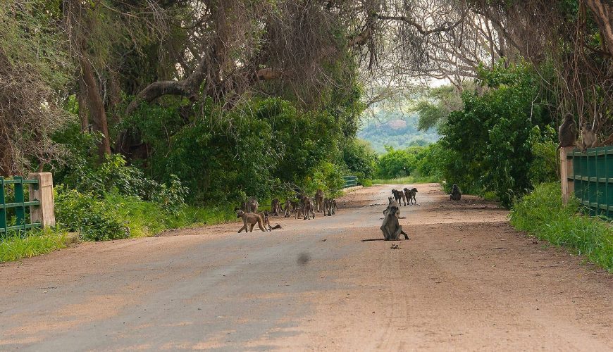 babbuini prima del ponte a Pafuri nel Kruger settentrionale