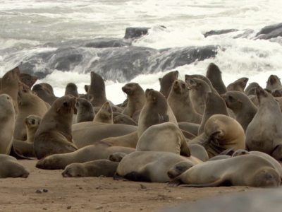 colonia di foche