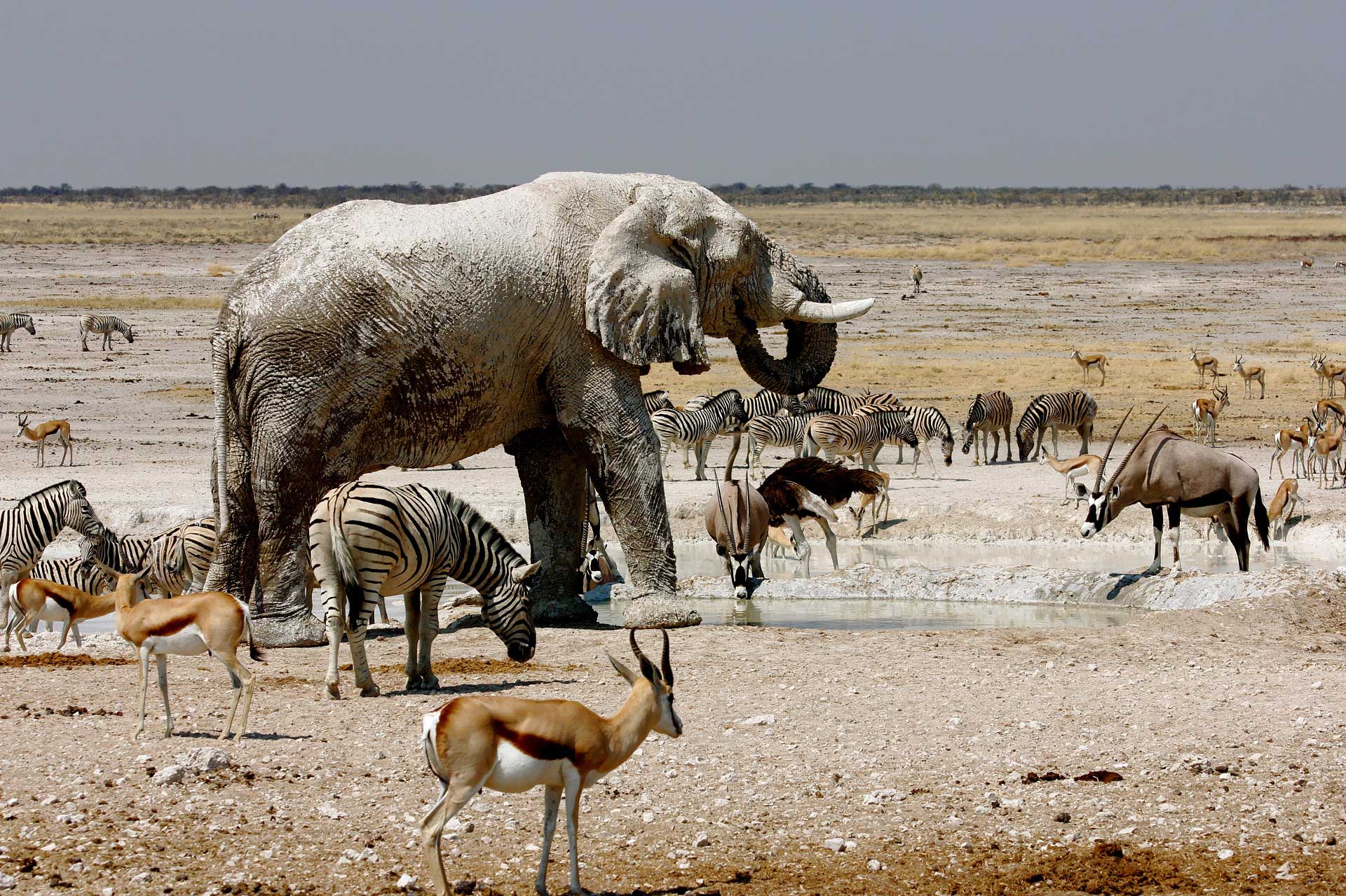 grosso elefante beve circondato da orici, springbok, struzzi e zebre