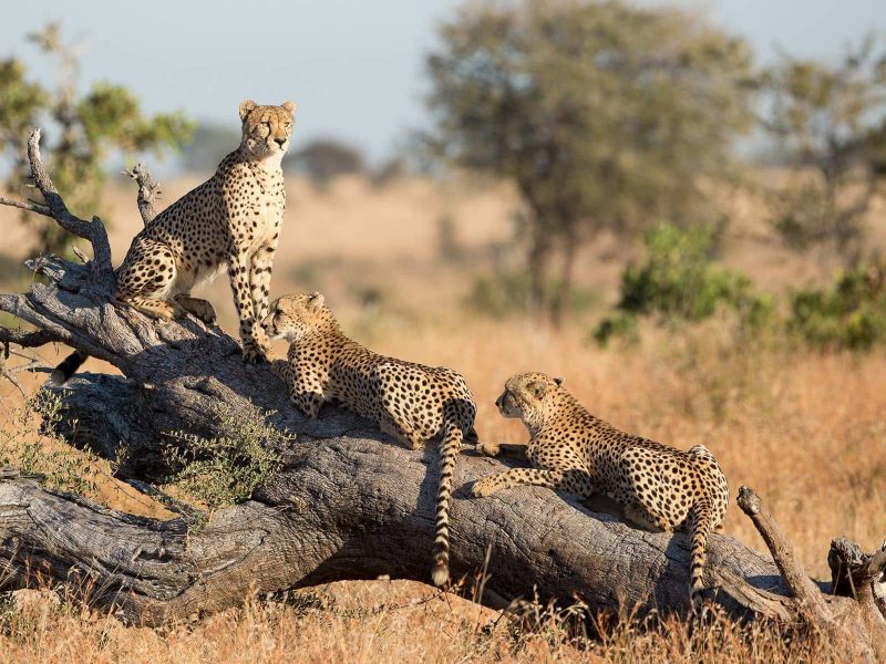 3 ghepardi su un tronco di albero morto