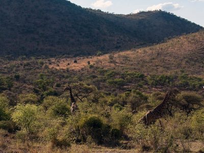 giraffe-pilanesberg