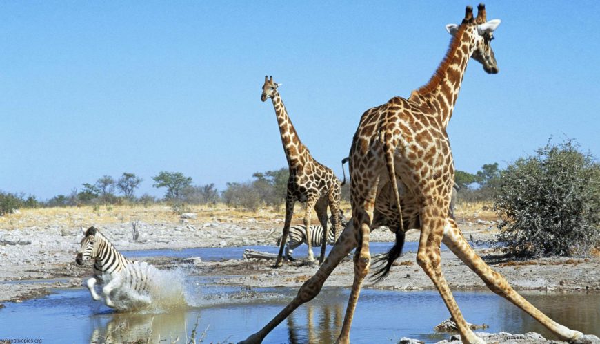 una giraffa balza fuori dalla pozza dove si stanno abbeverando 2 giraffe