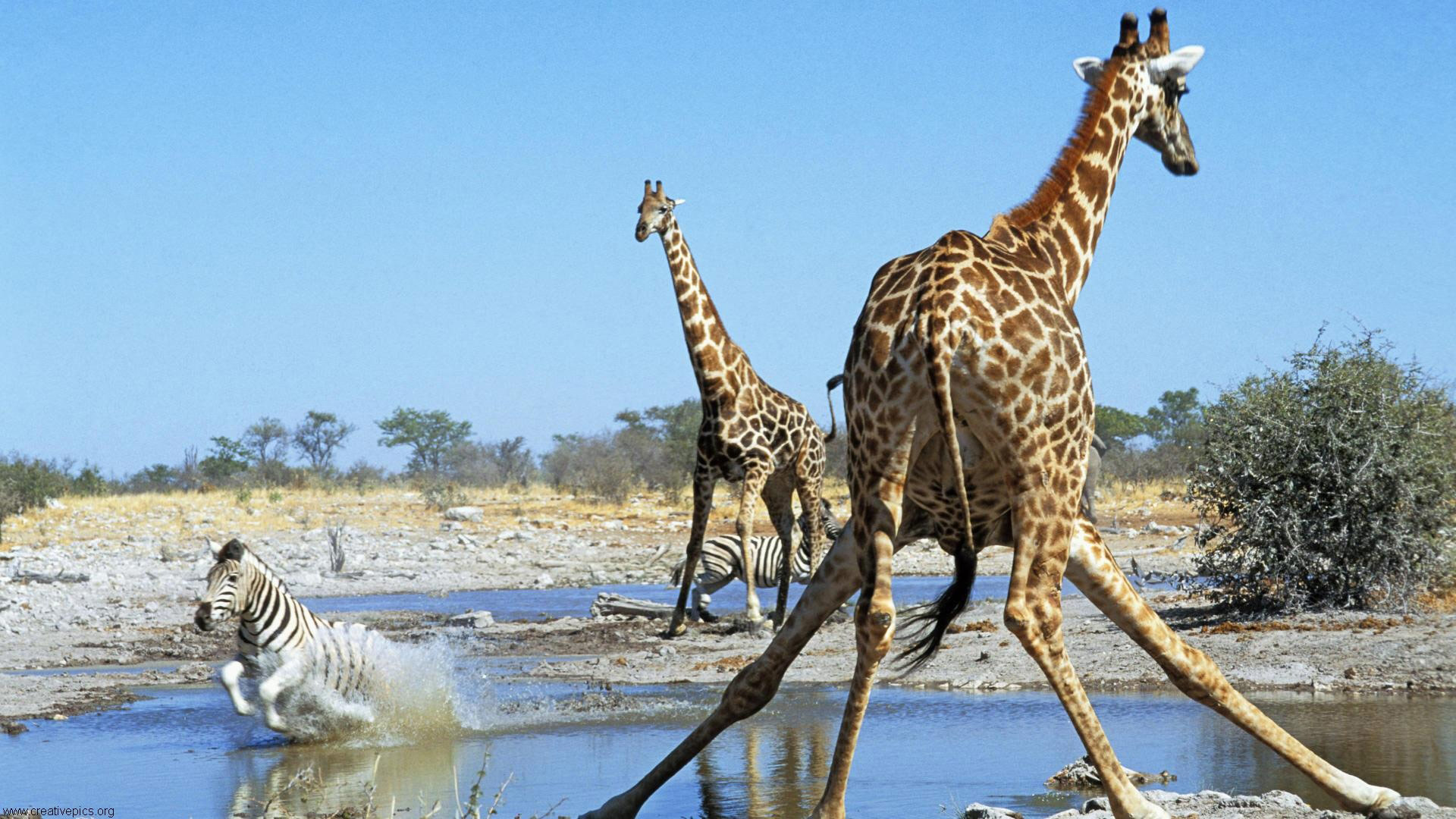 una giraffa balza fuori dalla pozza dove si stanno abbeverando 2 giraffe