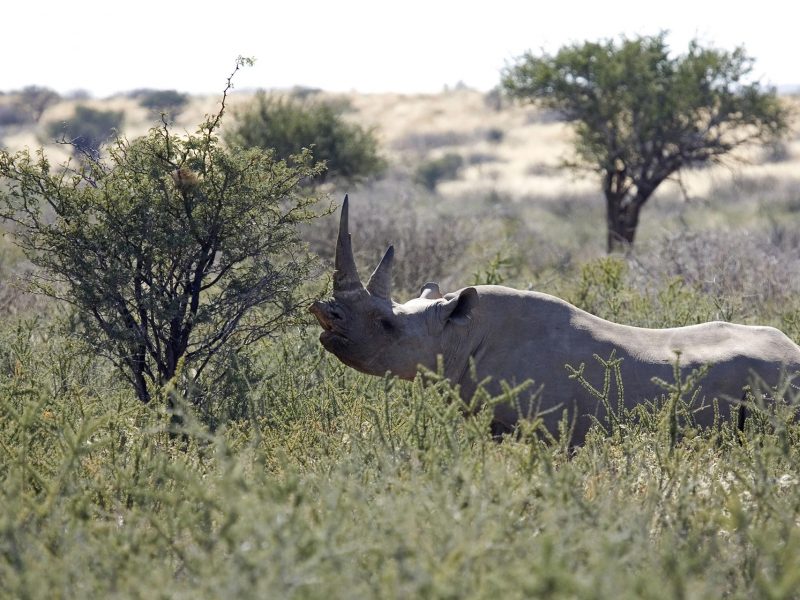 rinoceronte nero mentre si ciba da un'acacia a palmwag