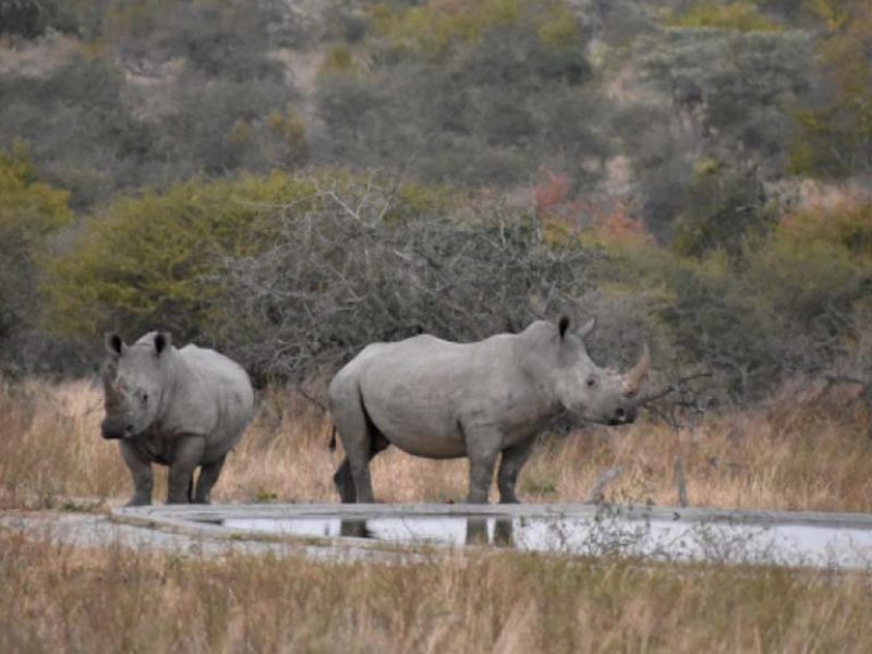 rinoceronti vicino ad una piccola pozza d'acqua