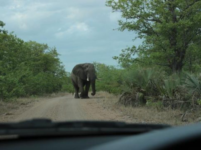 elefante di fronte ad un'auto in self-drive nel kruger lungo una pista sterrata vicino a shingwedzi