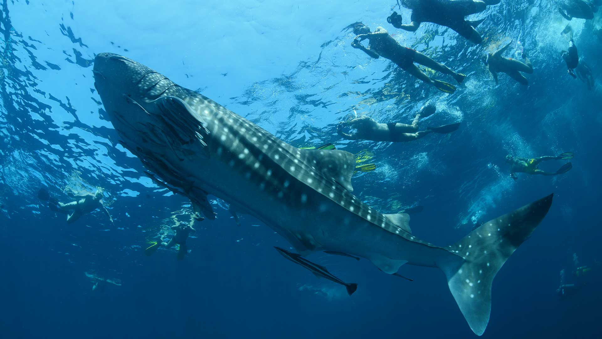 snorkelers fotografano squalo balena a sodwana bay