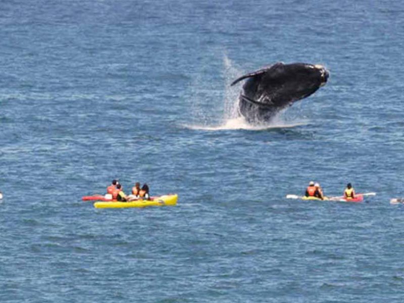 Whale watching Overberg
