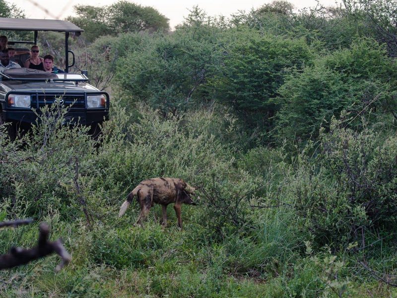 Safari Madikwe Game Reserve