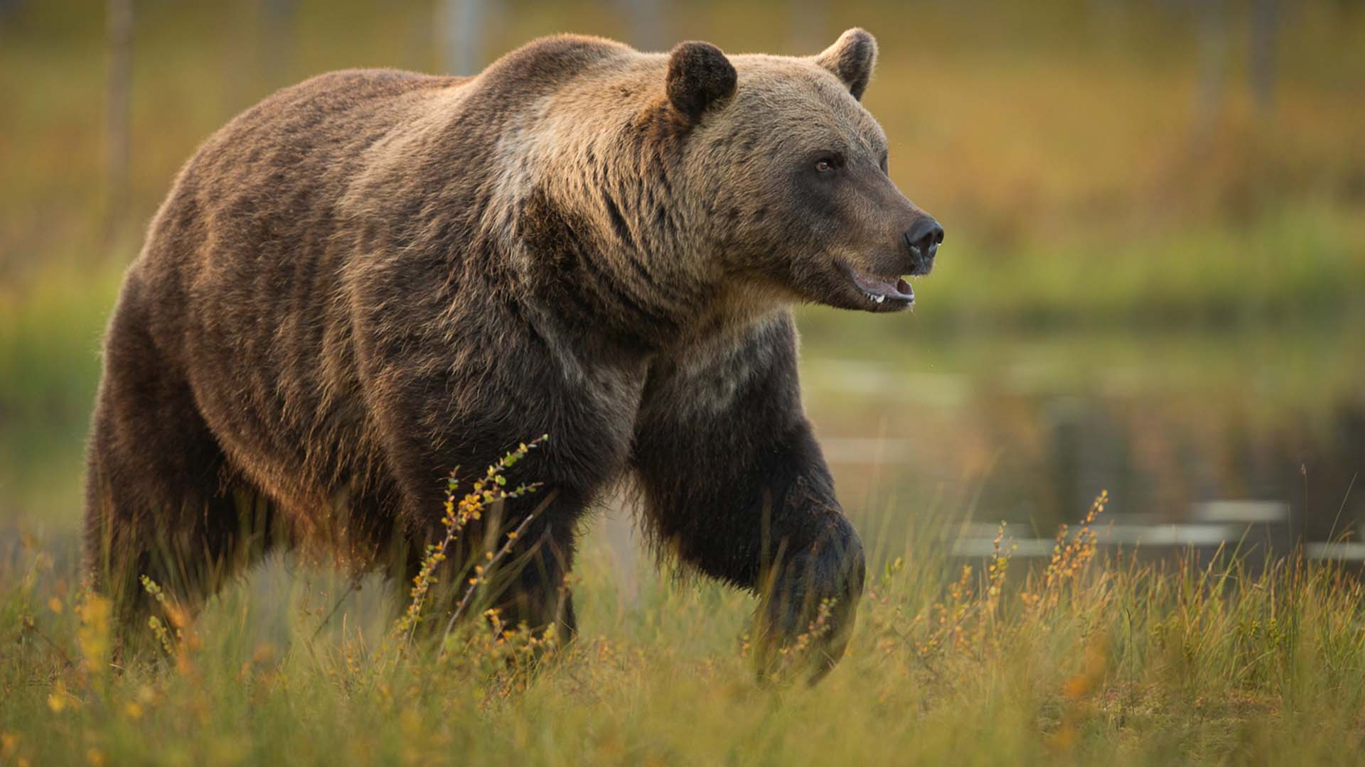primo piano orso bruno in finlandia