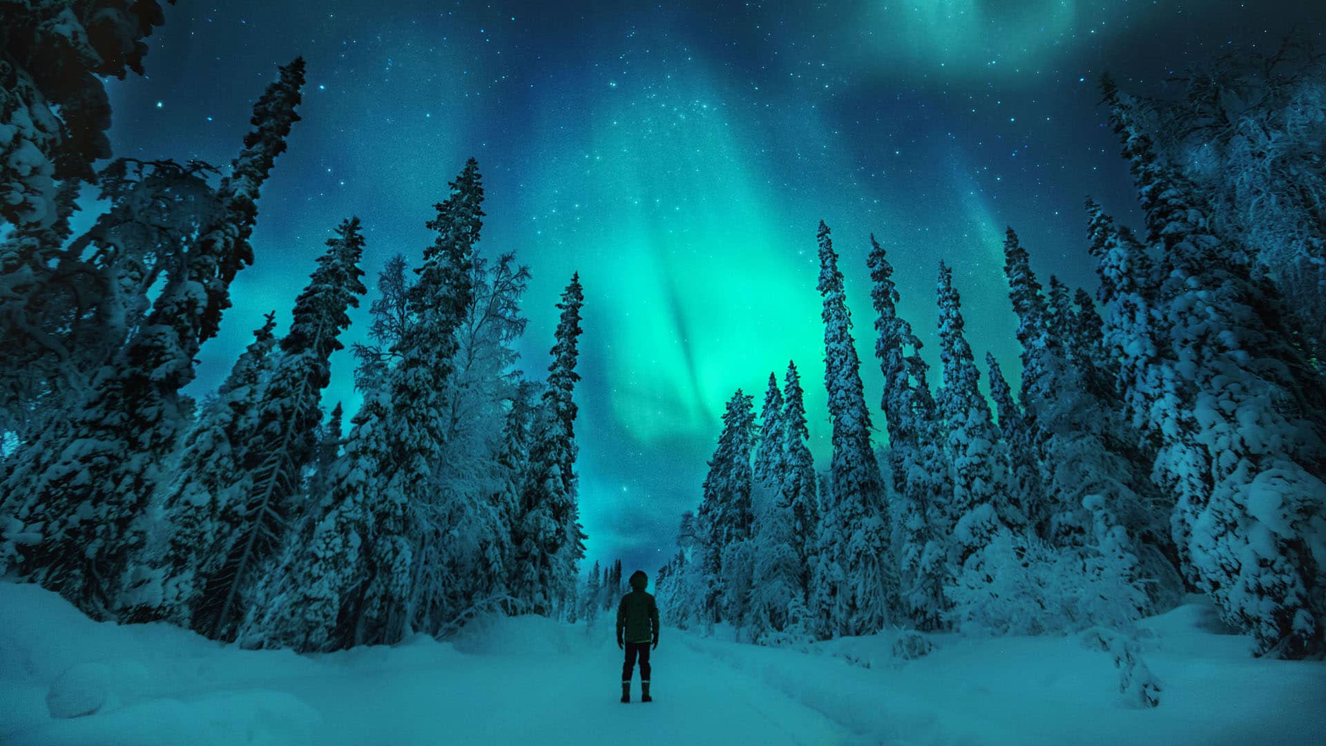 uomo ammira l'aurora boreale da una foresta innevata