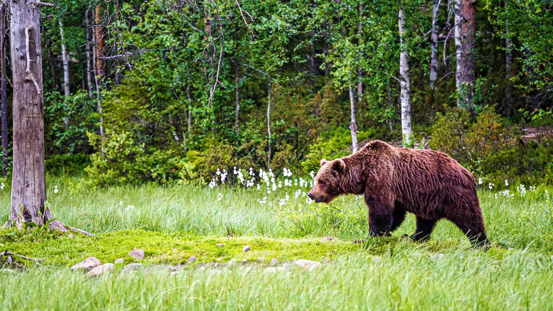 orso bruno nella taiga di kuusamo