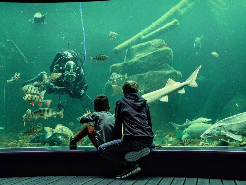 subacqueo in una vasca del maretarium di Kotka