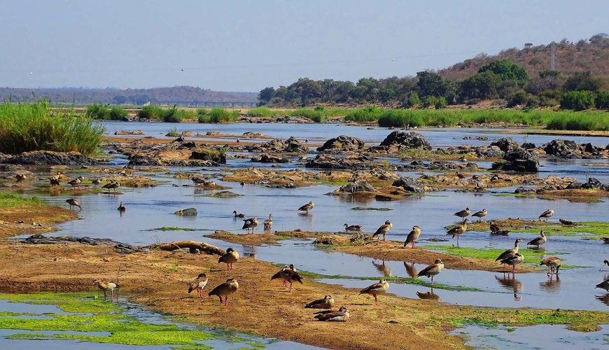 olifants river pieno di uccelli