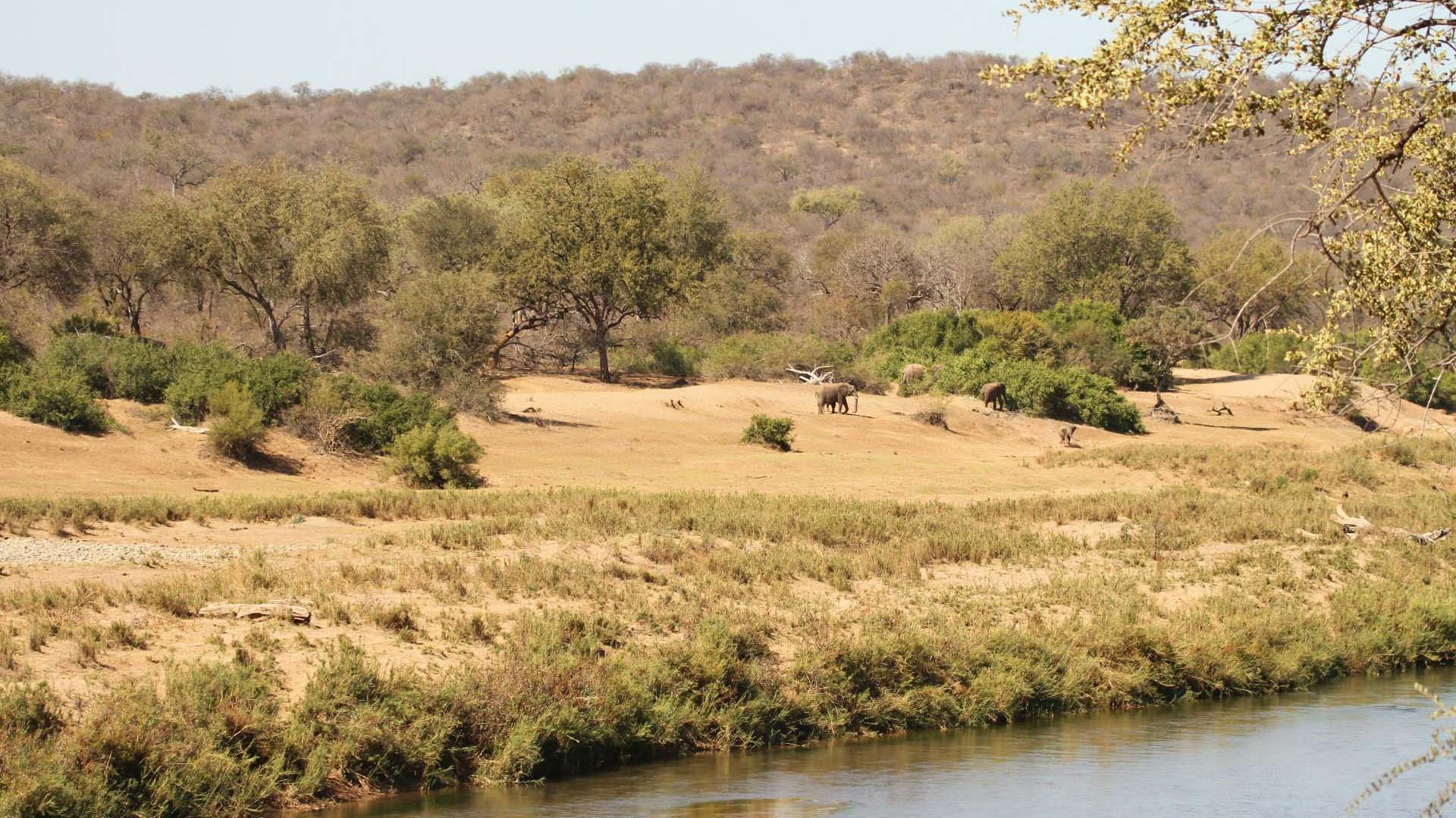elefante dall'altra sponda del fiume nella greetjie reserve