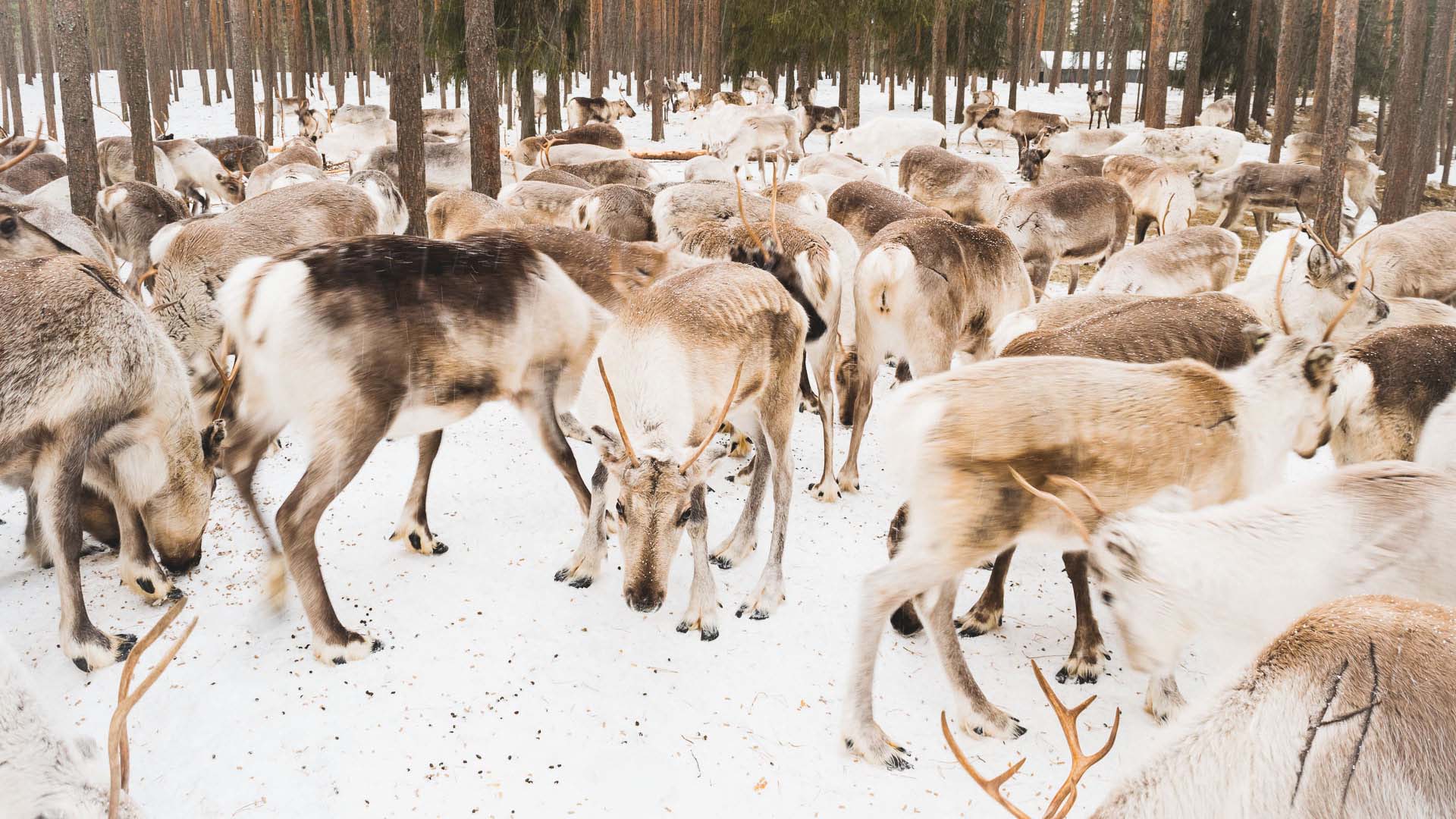 Allevamento di renne a Rovaniemi