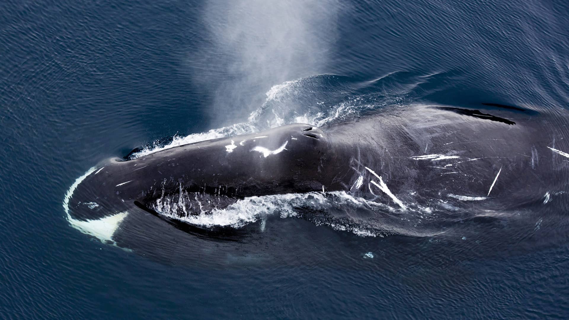 balena a pelo d'acqua nelle svalbard