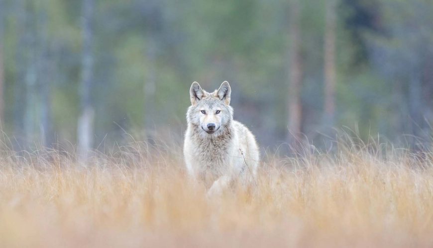 lupo grigio nella taiga finlandese
