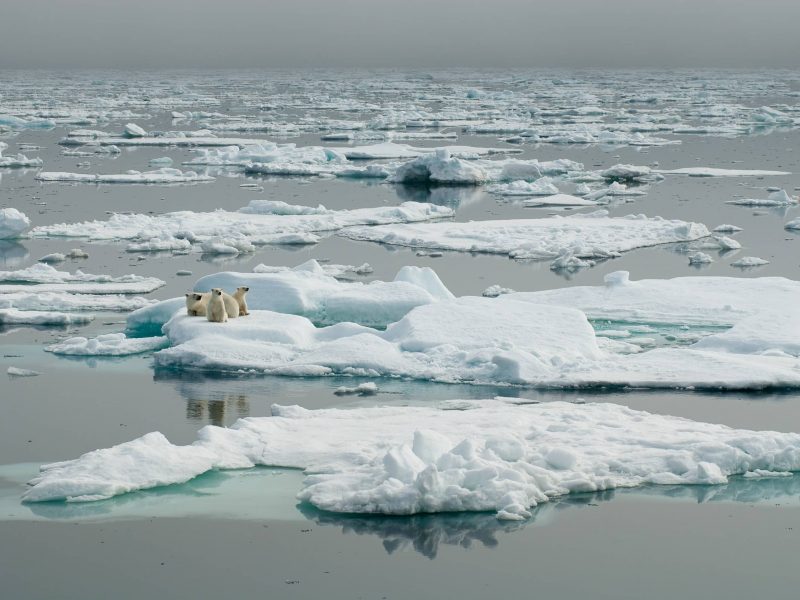 orsi bianchi sui ghiacci dello stretto di hinlopen alle svalbard