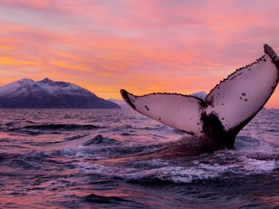 norway-wildlife-humpback-tail-whale