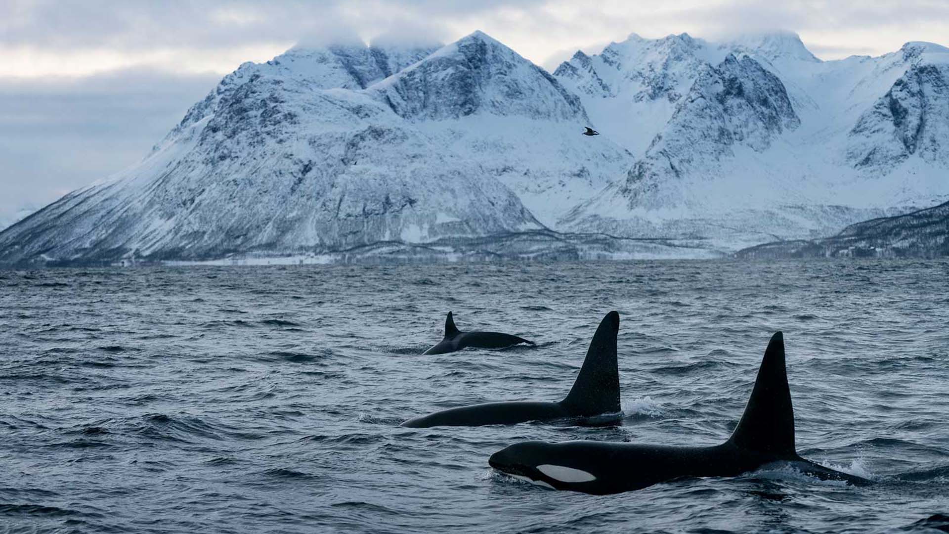orche marine alle lofoten