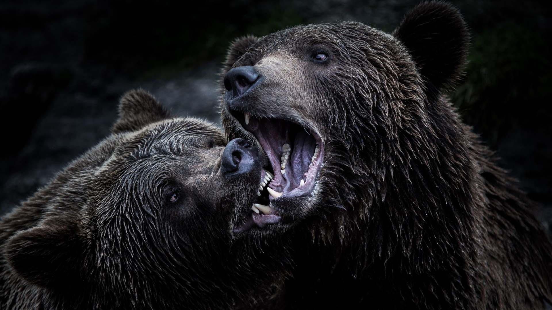 2 orsi bruni mentre combattono