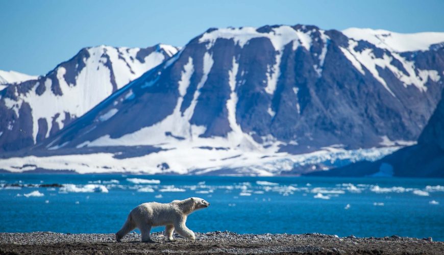 Viaggi naturalistici Svalbard