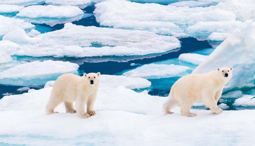 Spedizione naturalistica Svalbard
