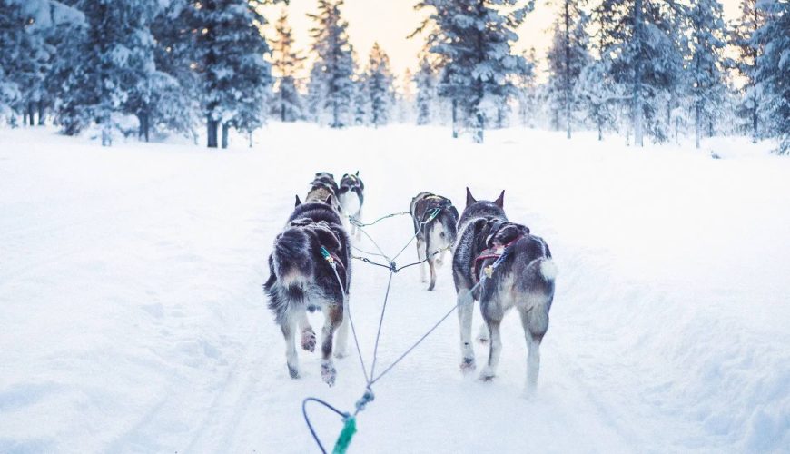 husky safari Inari-Saariselkä