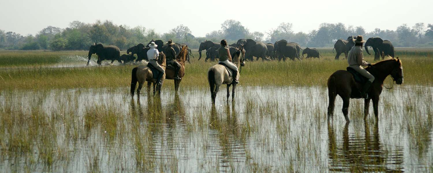 safari a cavallo nell'okavango con mandria di elefanti