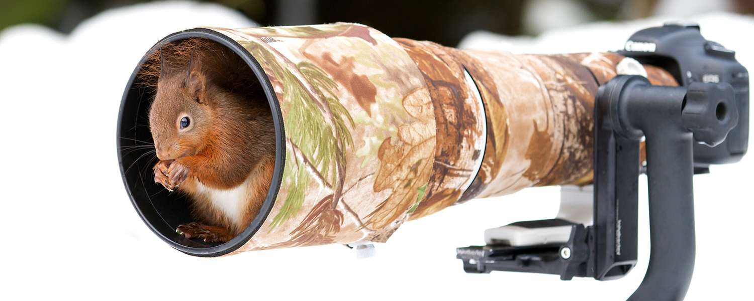 scoiattolo dentro il teleobbiettivo di una macchina fotografica