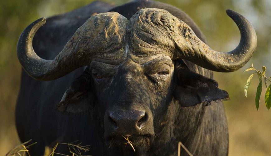 Buffalo Safari Botswana